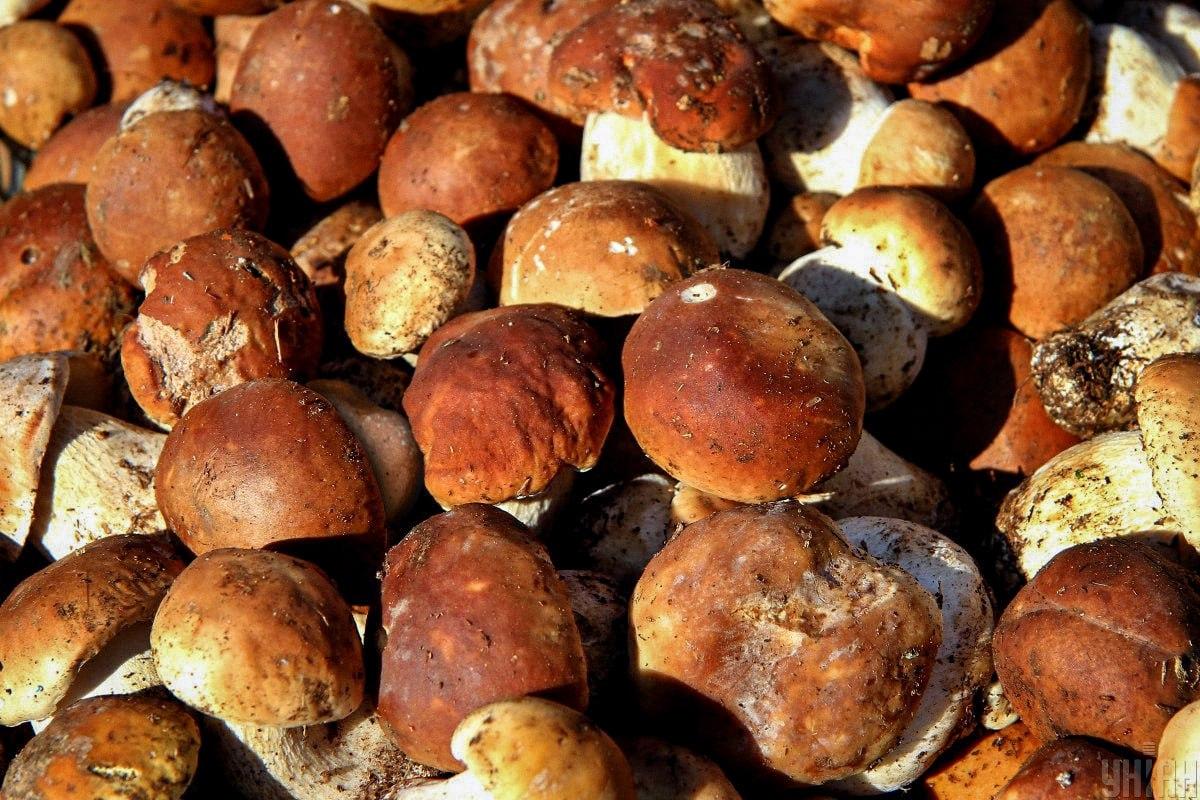 Pronađi kamen među gljivama na vrijeme / Moje kolaž Pronađi kamen među gljivama na vrijeme / Moje kolaž