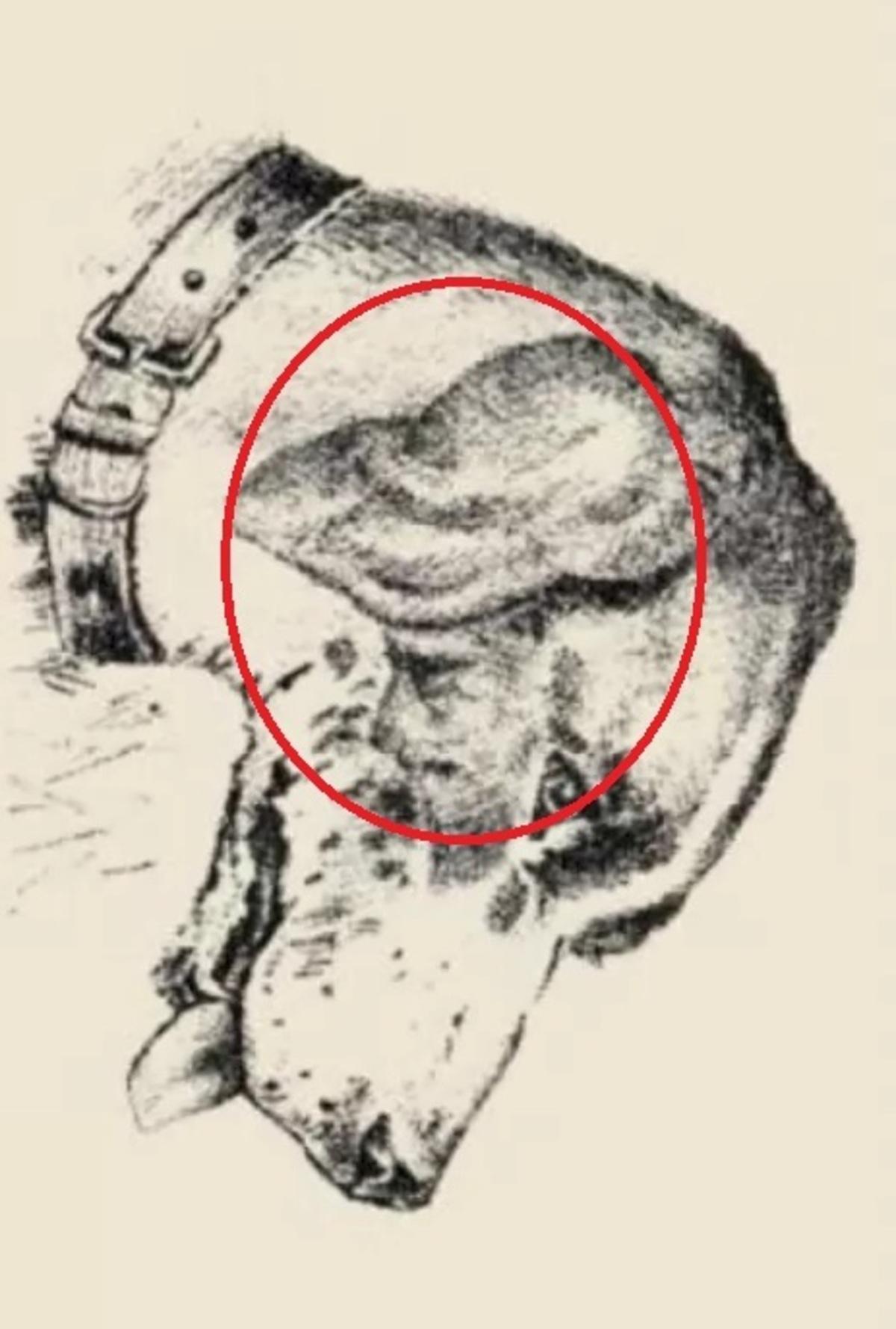 Ljudsko lice bilo je na uhu psa / crtež safalta.com Ljudsko lice bilo je na uhu psa / crtež safalta.com