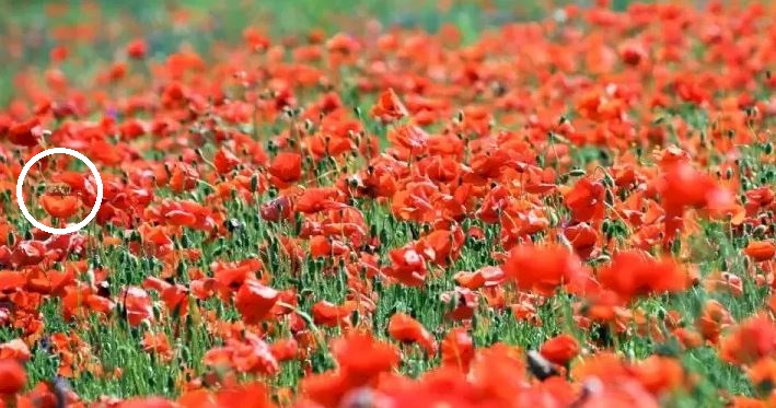 Polje s makovima s označenom pčelom