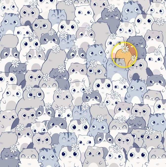 Imate samo 11 sekundi: samo će najpažljiviji pronaći krumpire među mačkama