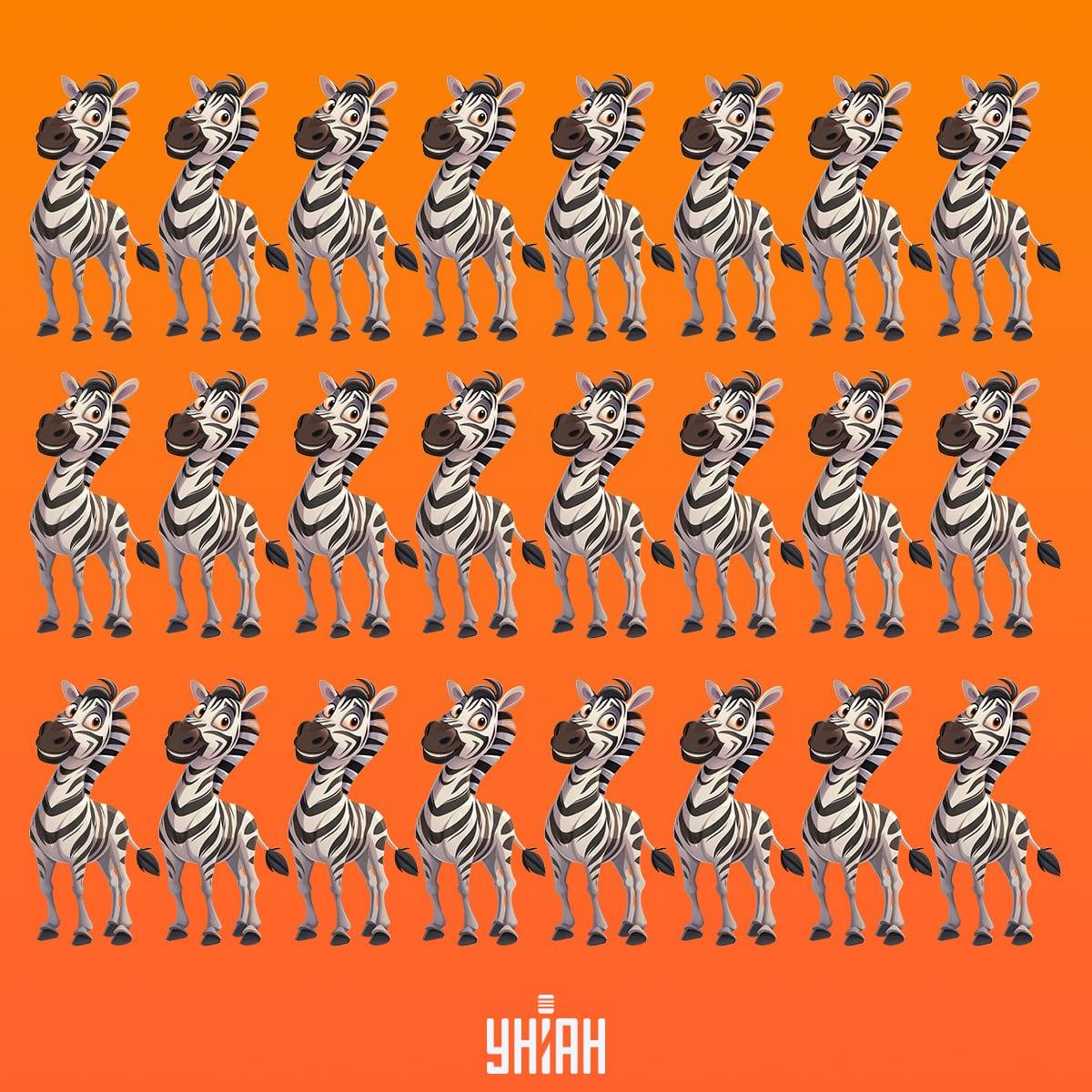 Moramo pronaći zebru na vrijeme, koja nije poput ostalih / Moje kolaž