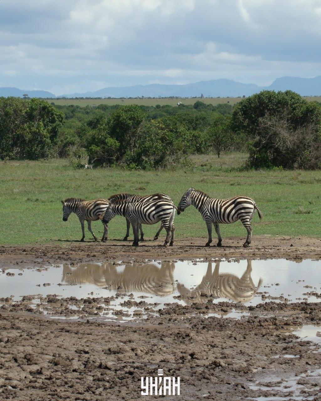 Moramo pronaći psa na vrijeme / kolaž s fotografijama Moje
