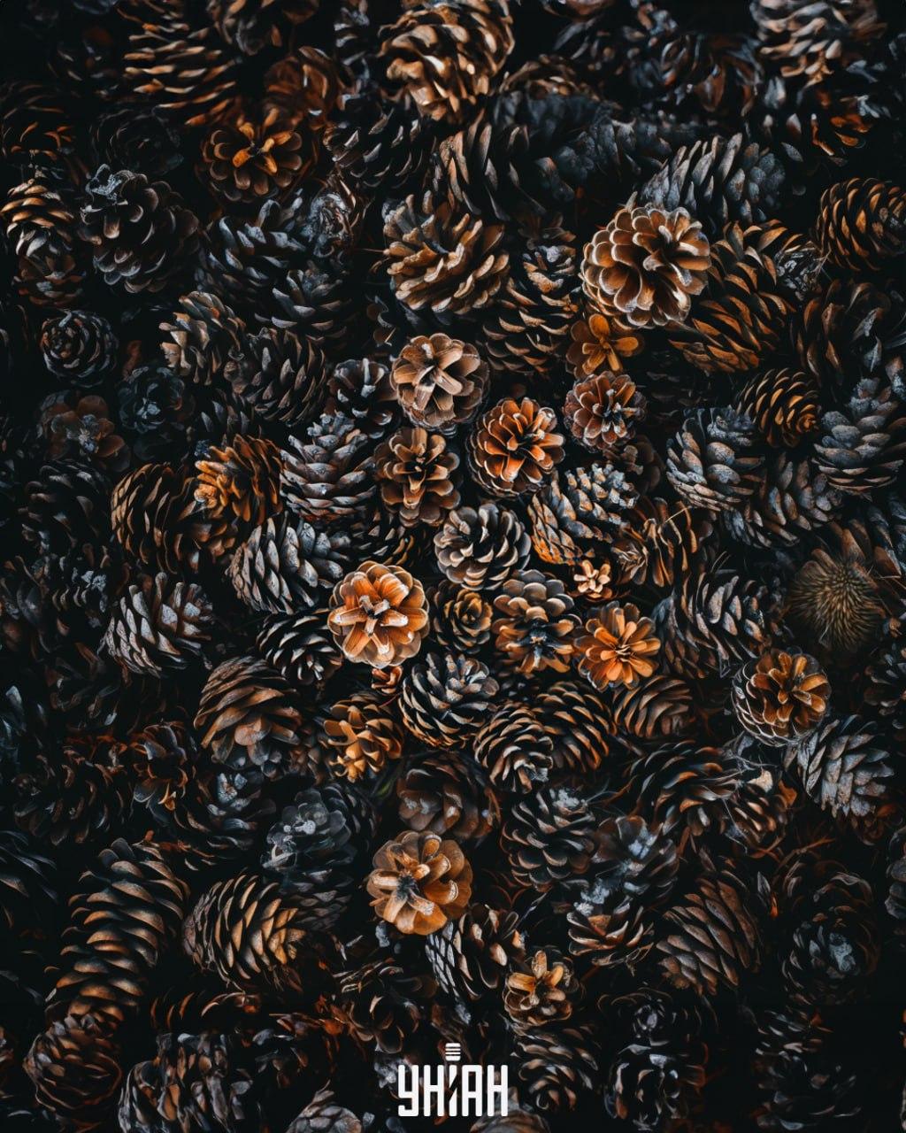 Moramo pronaći ježa među čunjevima / Moje kolaž Moramo pronaći ježa među čunjevima / Moje kolaž