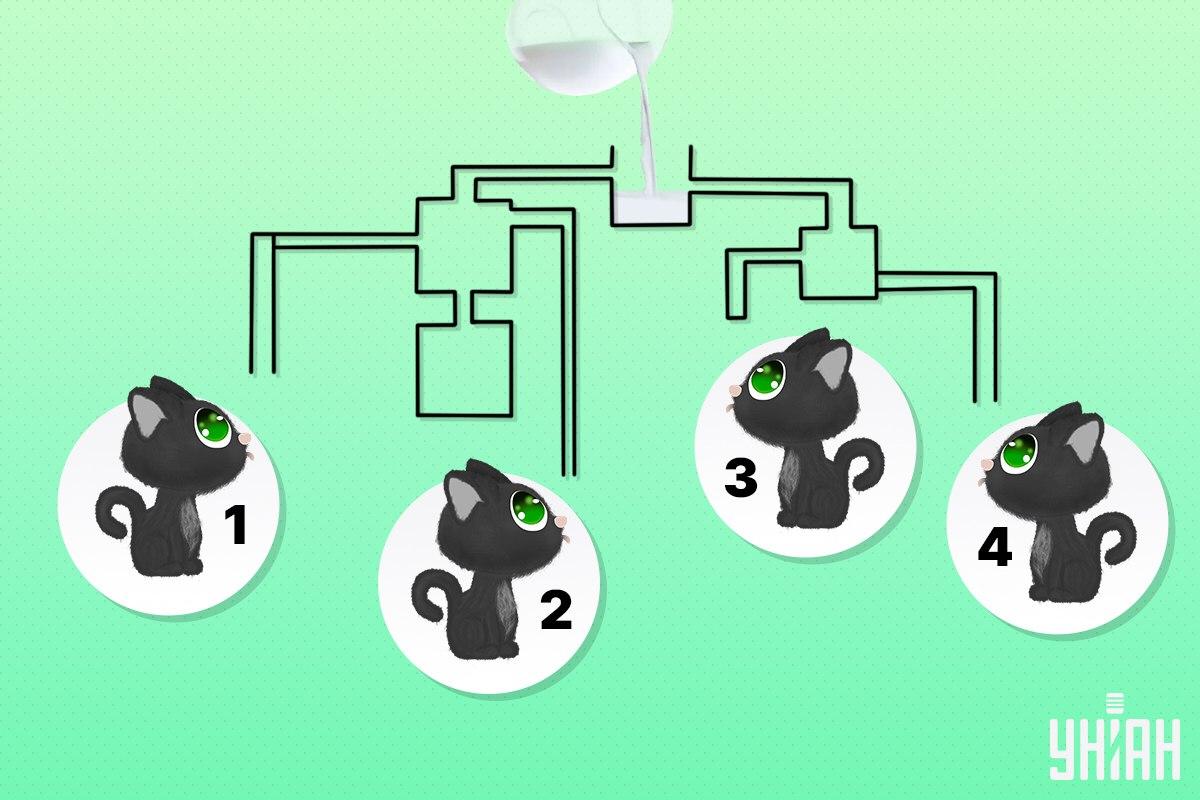 Pronađite mačku koja može prva popiti mlijeko / Moje kolaž Pronađite mačku koja može prva popiti mlijeko / Moje kolaž