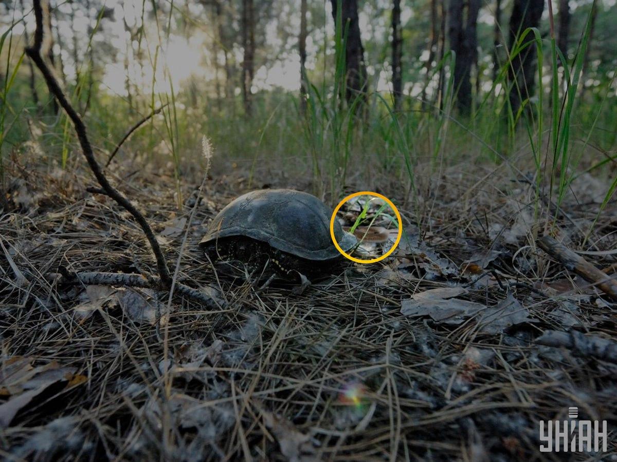 Rješenje zagonetke: zmija je označena narančastim krugom.
