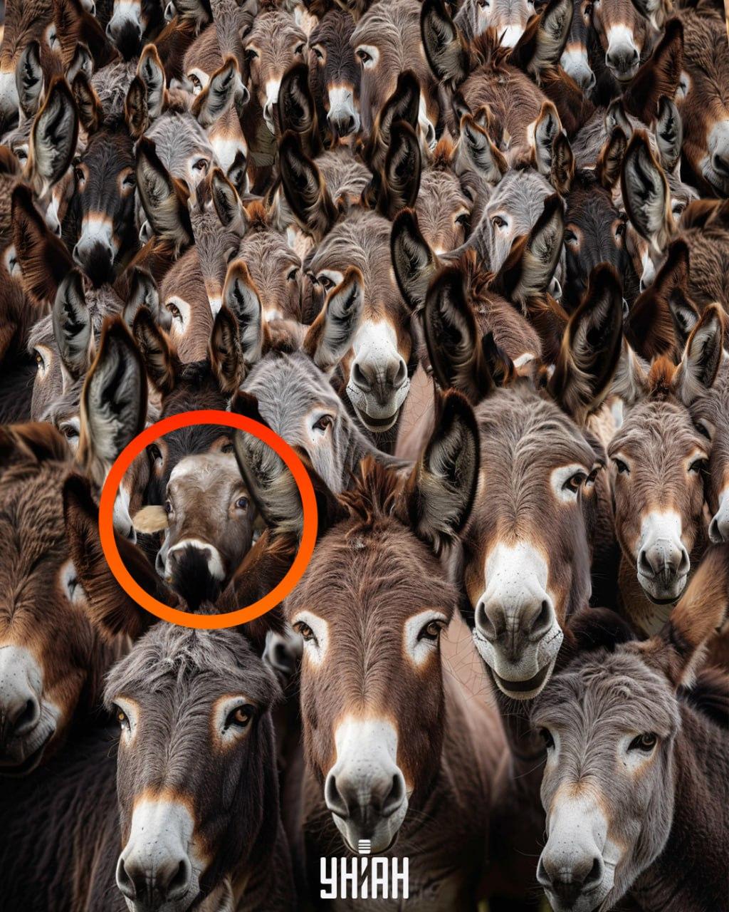 Rješenje optičke iluzije s magarcima i bikovima