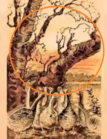 Rješenje optičke iluzije - obris lisice u granama