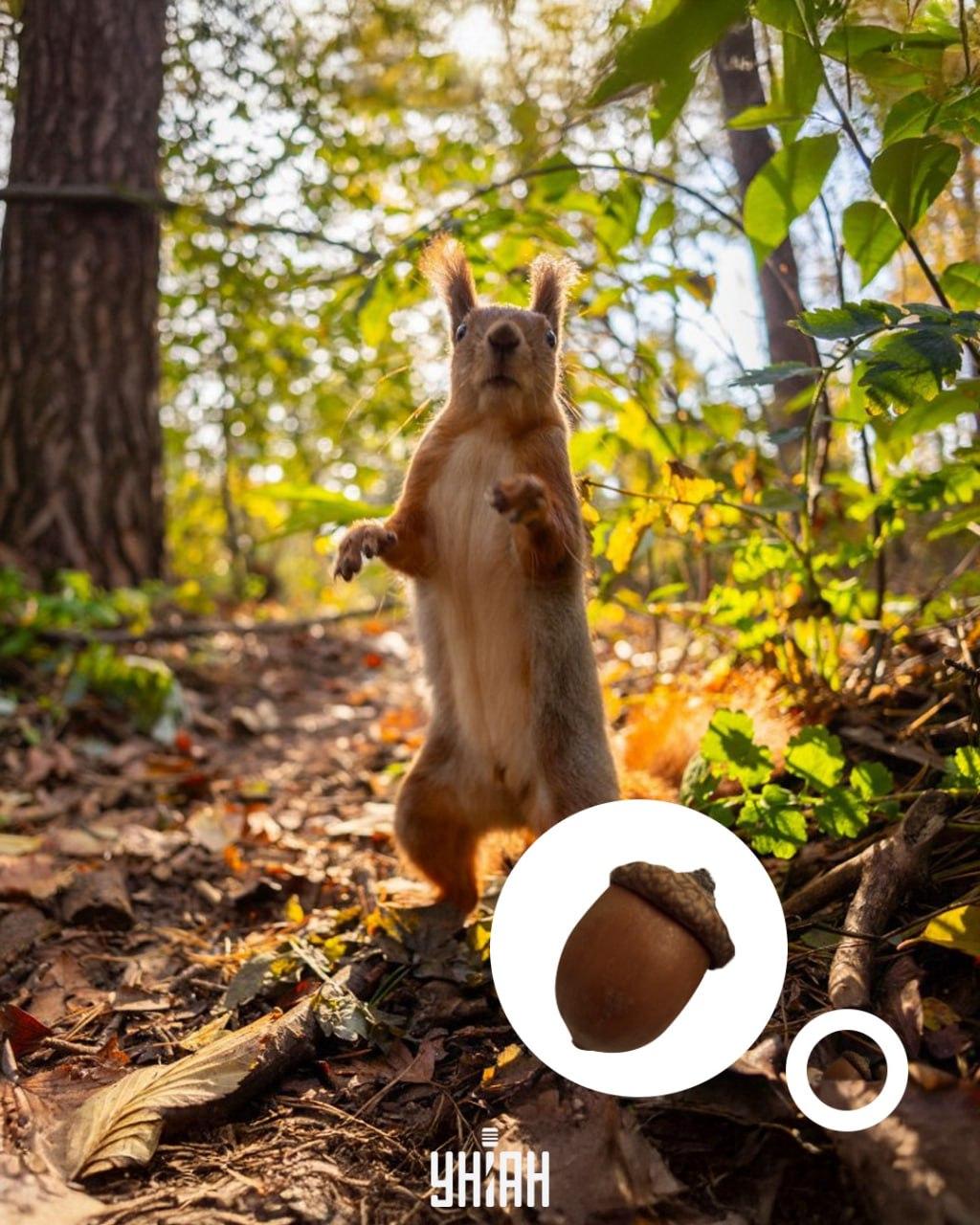 Žir je bio na dnu optičke slagalice / kolaža s fotografijom Moje