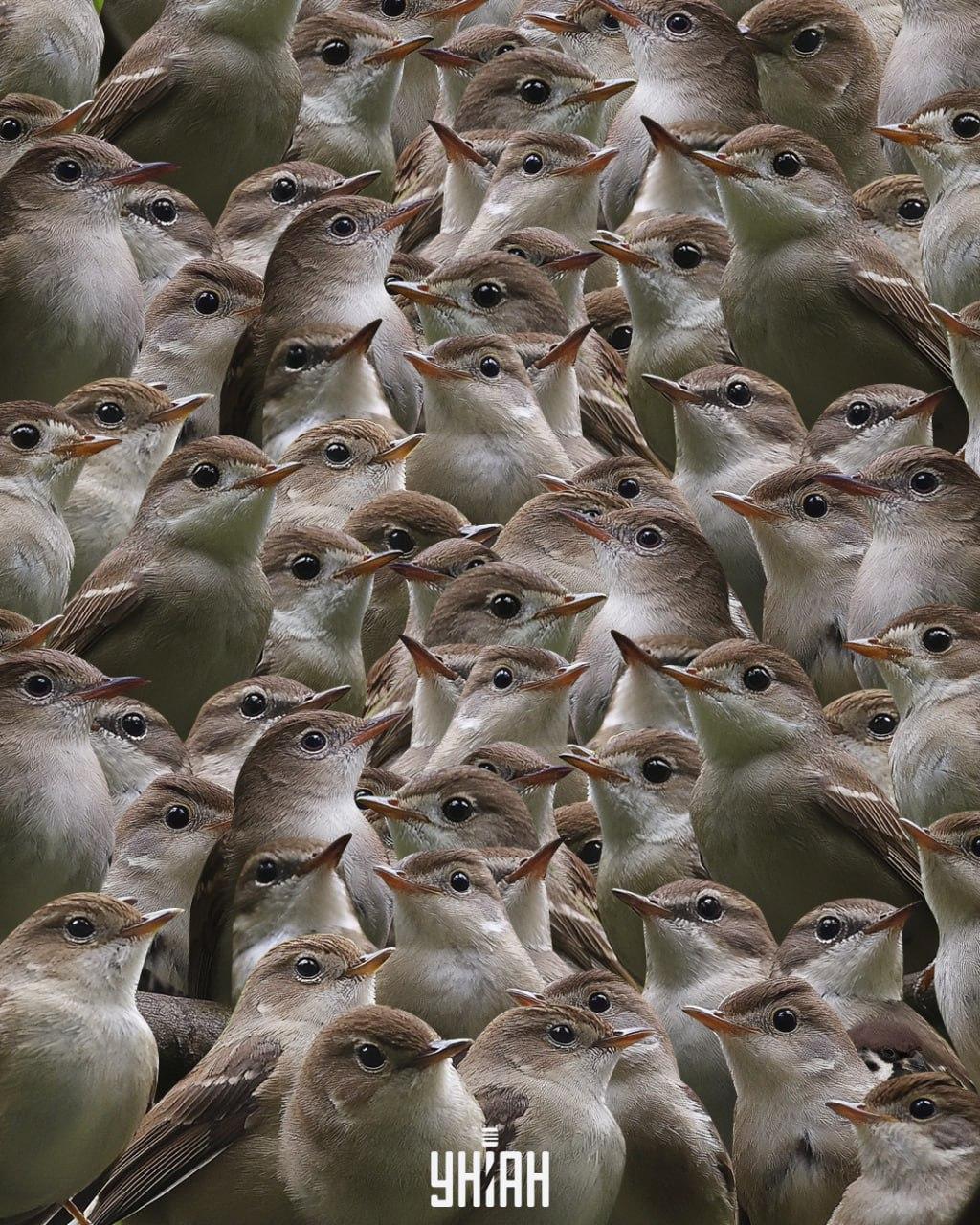 Trebalo bi pronaći vrapca među slavujima / Moje kolaž