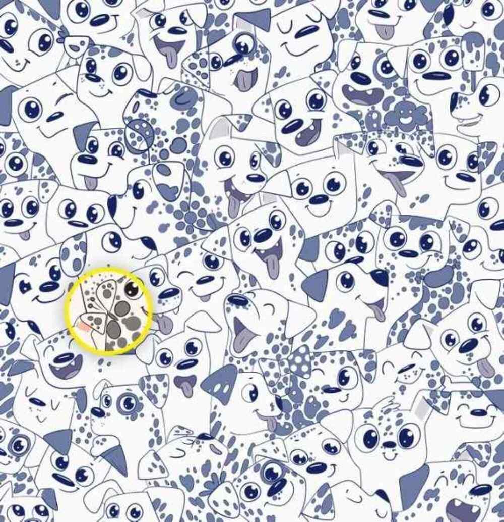 Rješenje: Leptir je na desnoj strani