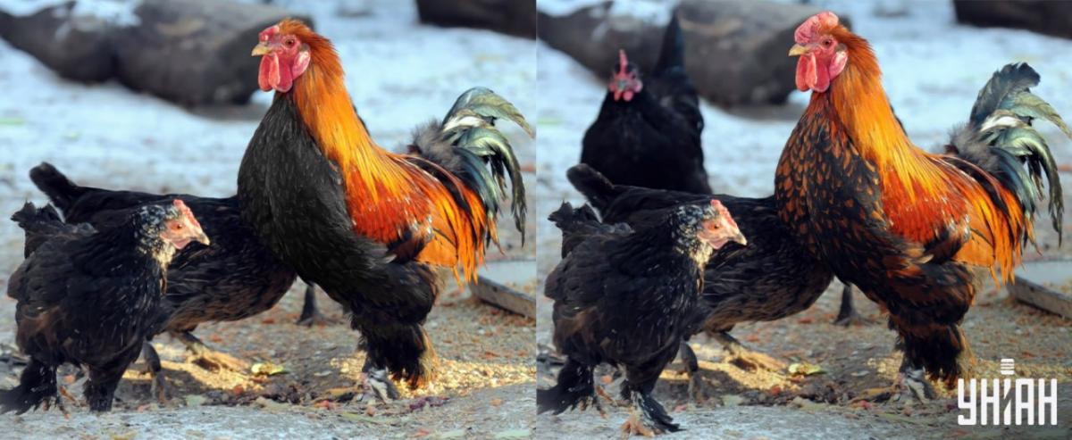 Pronađite sve razlike u 15 sekundi / Moje kolaž Pronađite sve razlike u 15 sekundi / Moje kolaž