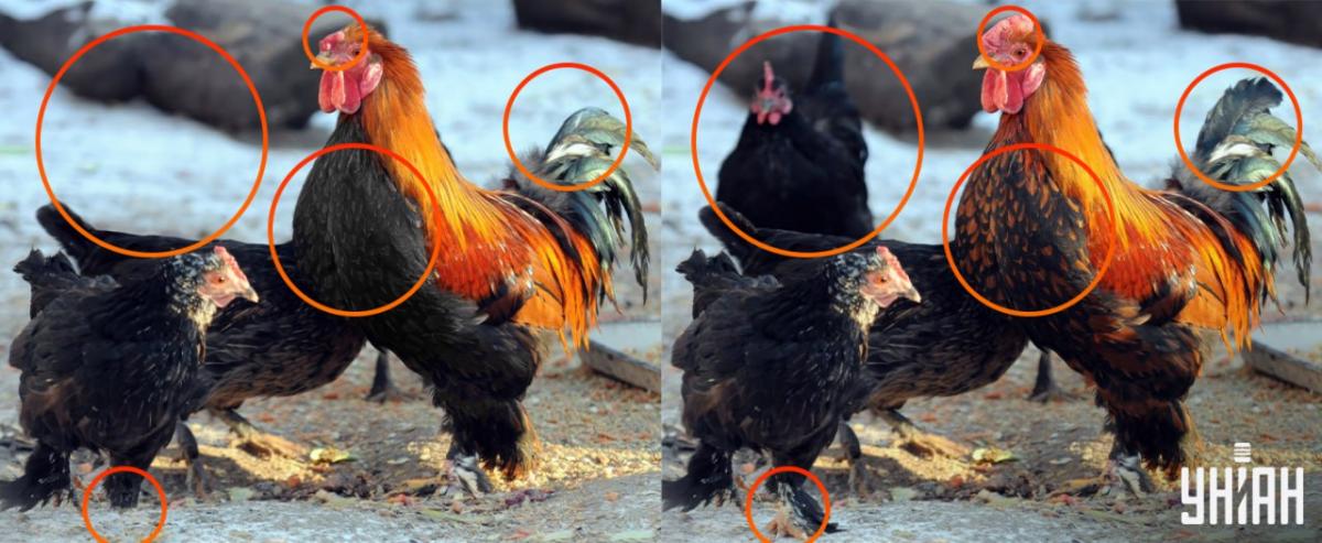 Trebalo je obratiti pozornost na male detalje / Moje kolaž Trebalo je obratiti pozornost na male detalje / Moje kolaž