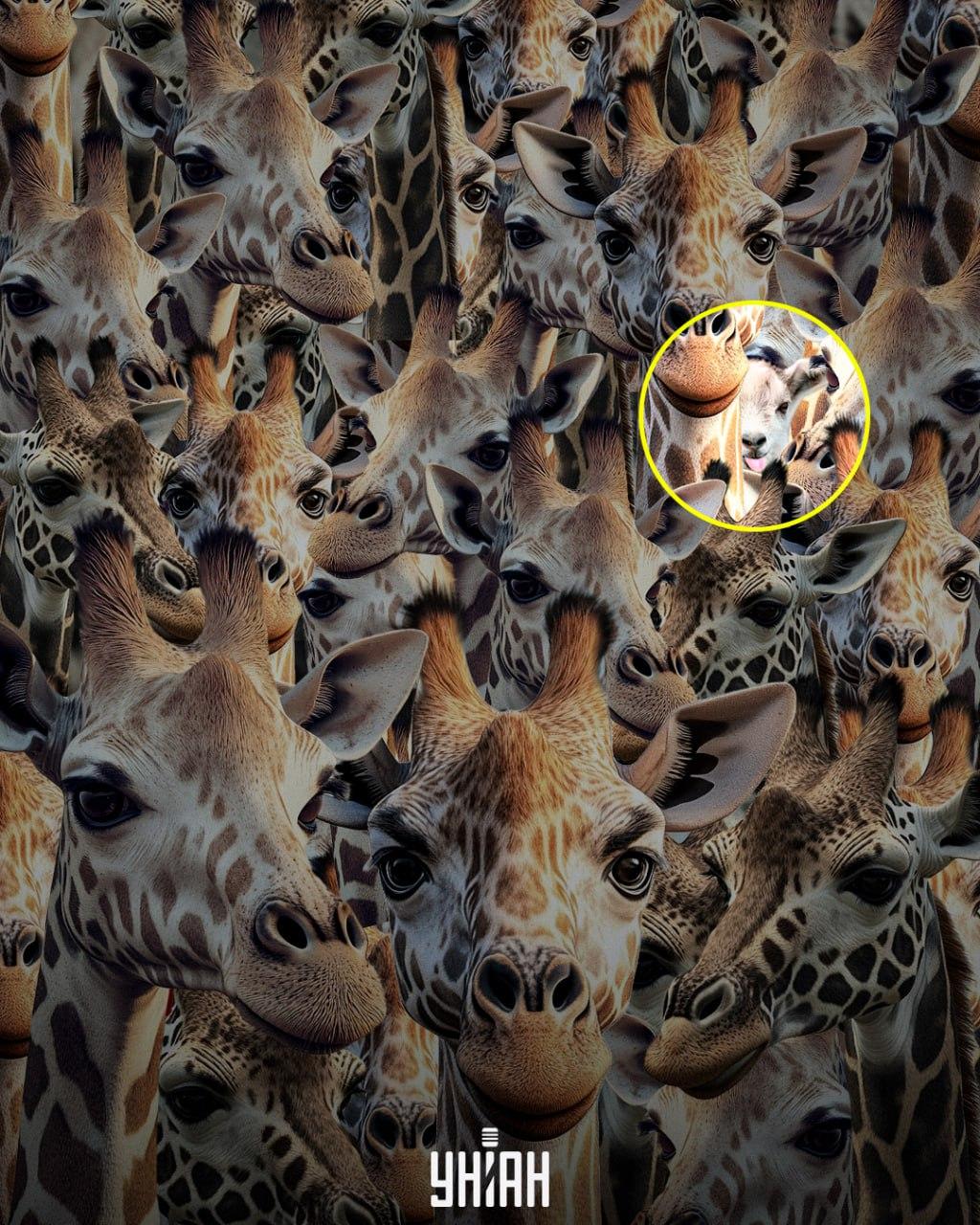 Moramo pronaći neodgojenu kozu / Moje kolaž