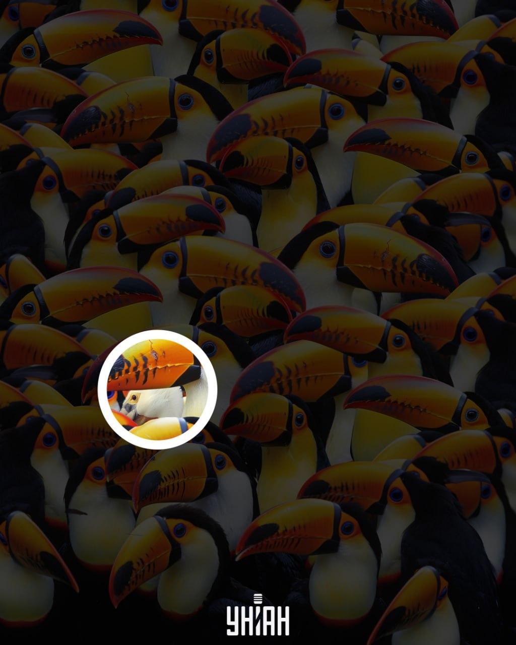 Pelikan je bio nedaleko od središnjeg dijela slike / Moje kolaž Pelikan je bio nedaleko od središnjeg dijela slike / Moje kolaž