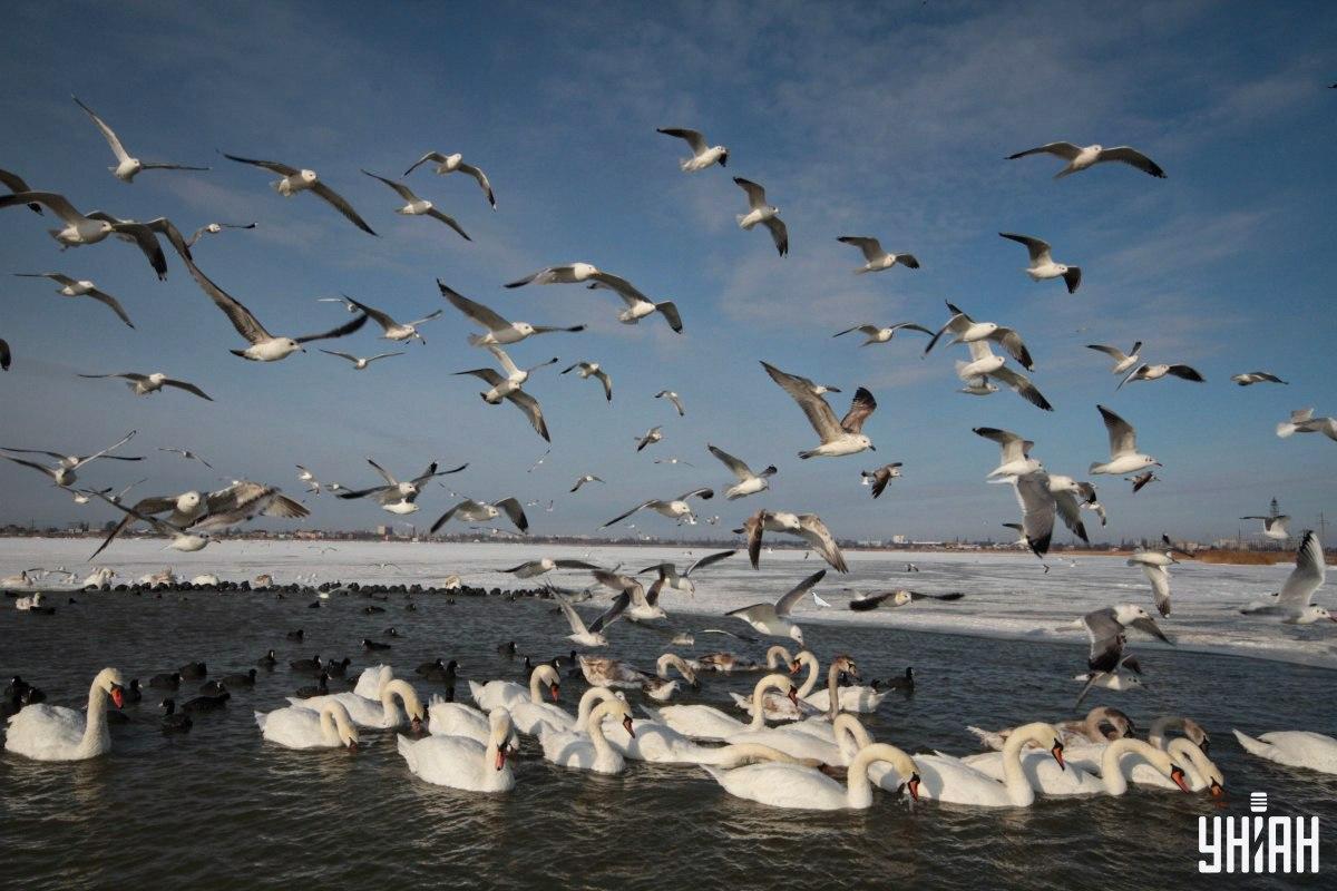 Pronađite goluba na slici u vremenu / kolaž s fotografijama Moje