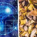 Brzi IQ test s trikom: pronađite tri kornjače među lišćem u 9 sekundi Brzi IQ test s trikom: pronađite tri kornjače među lišćem