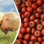 Brzi IQ test: samo rijetki će pronaći šipak među rajčicama