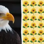 Imate orlovski vid ako možete pronaći neobičan suncokret u 9