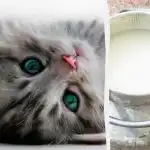 Koja će mačka prva popiti mlijeko: rješenje će pronaći samo
