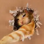 Koliko je vaša mačka genijalna: jednostavan IQ test s igračkom