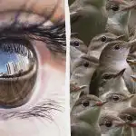 Morate biti detektiv da pronađete vrapca među slavujem u 12 sekundi: škakljiva zagonetka Morate biti detektiv da pronađete vrapca među slavujem u 12