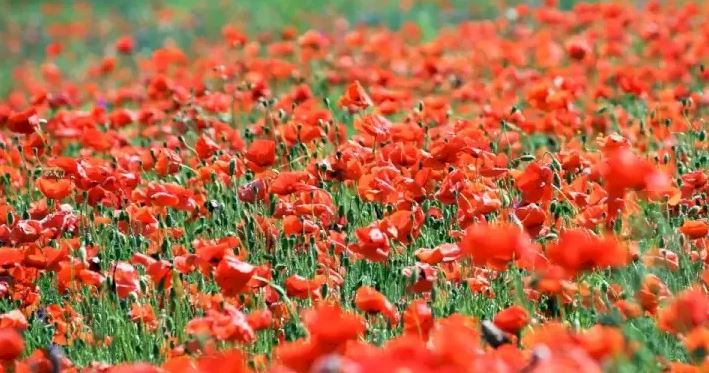 Polje s makovima