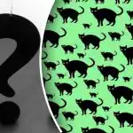 Najteži zadatak i za najprozornije: pronaći štakora među mačkama za