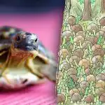 Optička iluzija nije za one sa slabim srcem: možete li