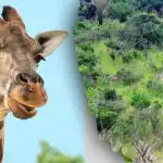 Pronađi sve životinje na slici u 10 sekundi: zagonetka koju ne može svatko riješiti Pronađi sve životinje na slici u 10 sekundi: zagonetka koju