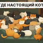 Pronađite pravu mačku u 5 sekundi: vrlo jednostavan IQ test