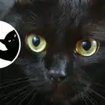 Romantični sanjar ili gorljivi realist: zanimljiv test karaktera pomoću slike