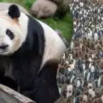 Samo će genij pronaći pandu među stotinama pingvina za 15