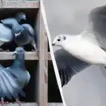 Samo će rijetki pronaći goluba među patkama, galebovima i labudovima u 5 sekundi: nevjerojatna zagonetka Samo će rijetki pronaći goluba među patkama, galebovima i labudovima