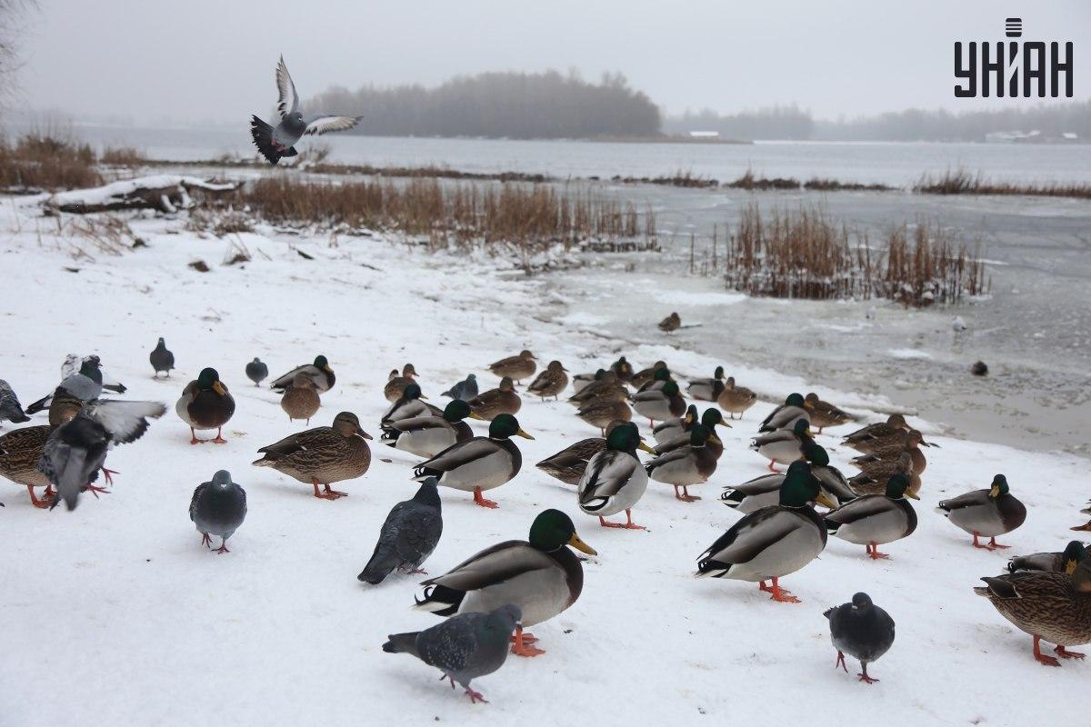 Pronađite vrapca u sekundi / kolaž s fotografijama Moje
