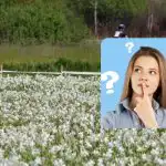 Samo ljudi s nevjerojatnim IQ-om pronaći će rodu u 9