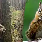 Samo ljudi s "vidom sokola" pronaći će vjevericu za 10