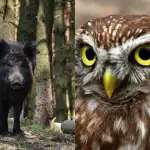 Samo ljudi s visokim kvocijentom inteligencije pronaći će podmuklu sovu