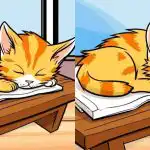 Samo najpažljiviji će pronaći 3 razlike na slici s mačkom