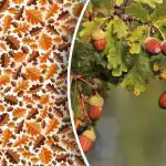 Samo stručnjaci mogu uočiti žir u 10 sekundi na složenoj slagalici Samo stručnjaci mogu uočiti žir u 10 sekundi na složenoj