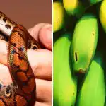 Samo su rijetki sposobni za to: samo ljudi s visokim IQ-om mogu pronaći zmiju među bananama Samo su rijetki sposobni za to: samo ljudi s visokim