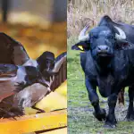 Svi vide bivola, a samo rijetki će pronaći vranu u