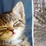 Svi vide pauna, a samo ljudi s visokim IQ-om će