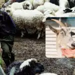 Testirajte svoj IQ u 10 sekundi: zabavna optička iluzija za