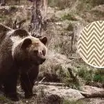 Trebate pronaći medvjeda za 11 sekundi: optička varka za najpažljivije: Trebate pronaći medvjeda za 11 sekundi: optička varka za najpažljivije: