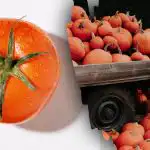 Trebate pronaći rajčicu među bundevama u 8 sekundi: jesenska zagonetka