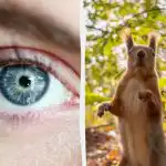 Zagonetka sa "zamkom": svi vide vjevericu, ali vi morate pronaći