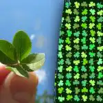 Zagonetka sreće: pronađite djetelinu s četiri lista za 11 sekundi