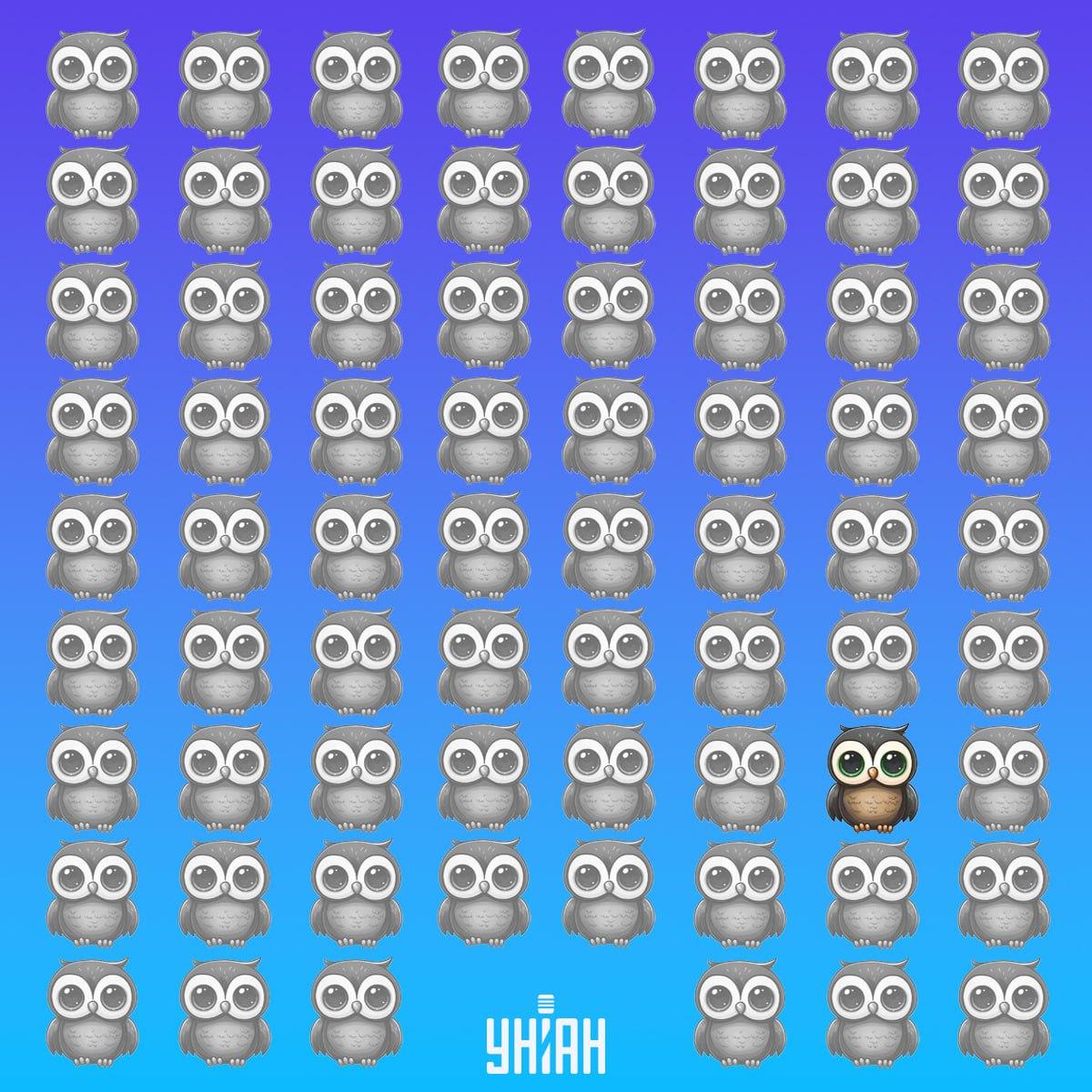 Jedinstvena sova bila je na dnu slike lijevo / Moje kolaž