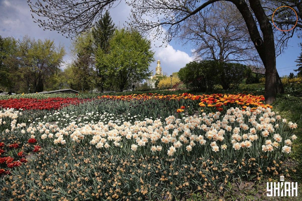Ptica je sjedila na grani drveta / Moje kolaž