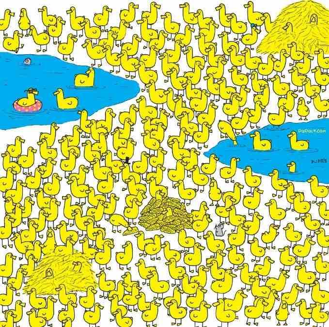 Samo najpametniji će pronaći pile među pačićima za 8 sekundi: nova zagonetka / slika Gergely Dudas